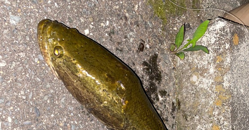 川の珍味雷魚を食べる かず Note