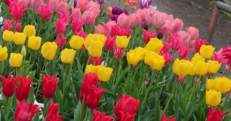 生徒会活動「チューリップリレー」