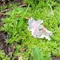nohareno
