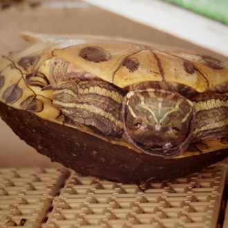 お風呂に入れない考 みずたまり Note