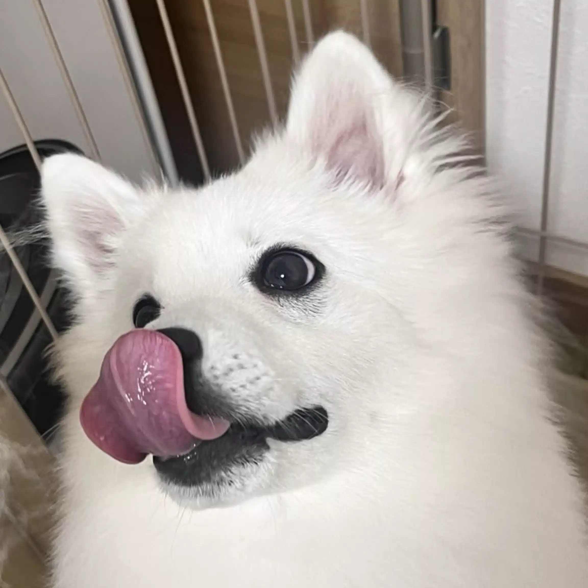 ハクち