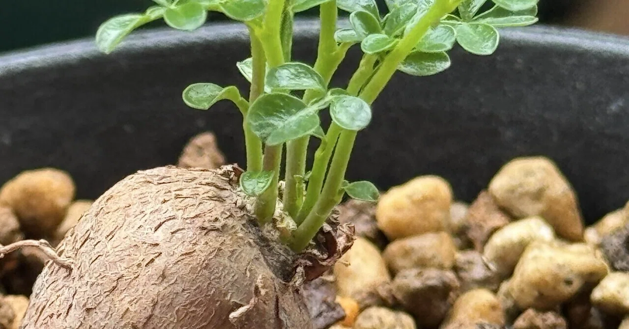 | 塊根植物の魅力と育て方 生育中 塊根植物 中型 スケジュール 【公式】ゆくはし植物園 | 塊根植物・コーデックス