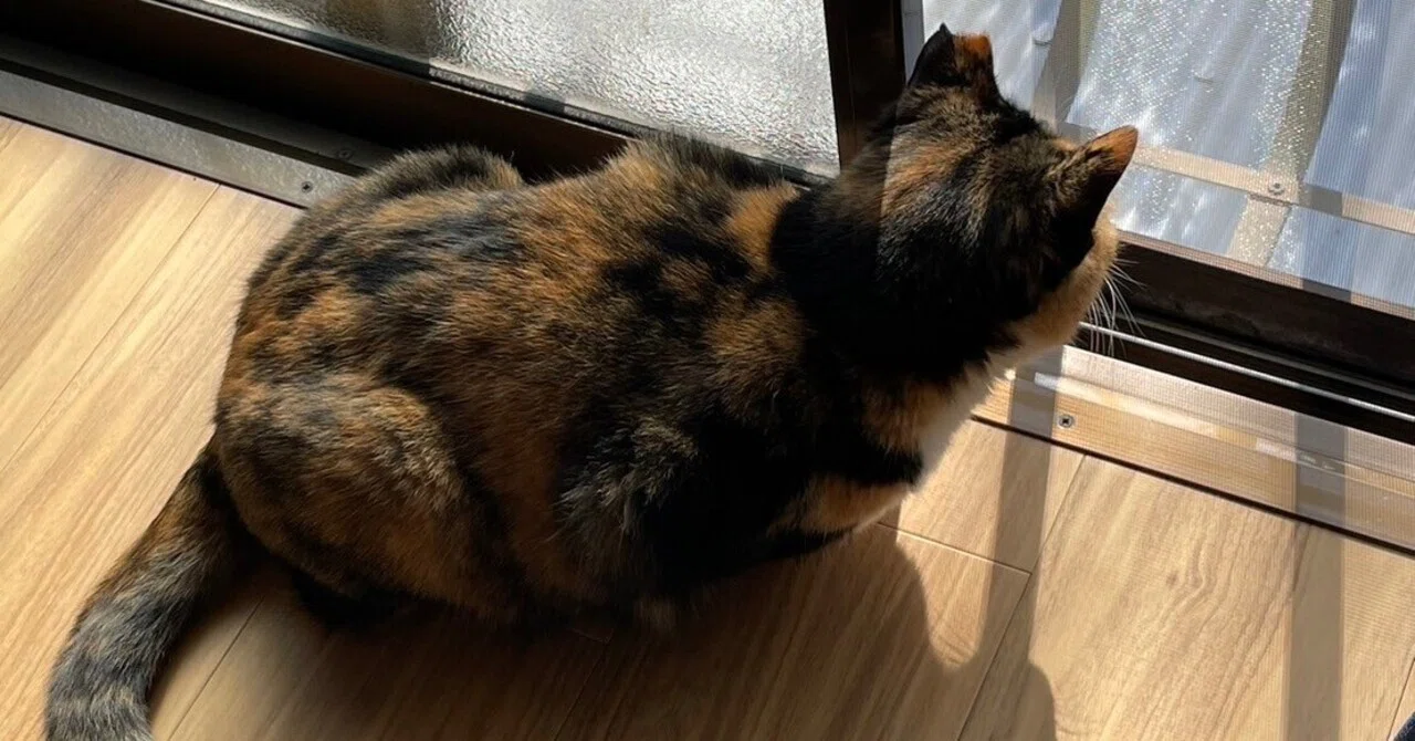 にゃんすけについてご報告｜こみかん