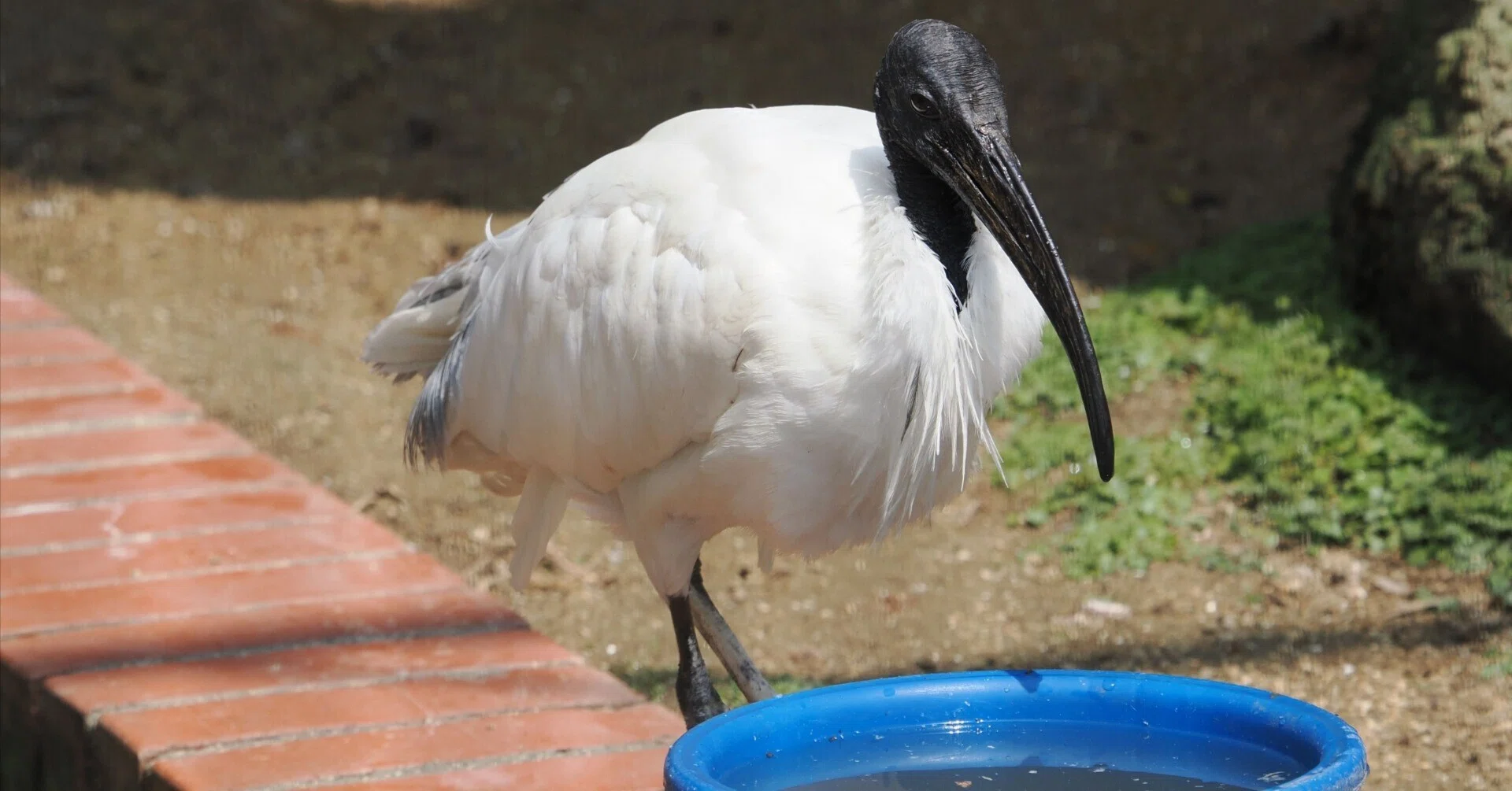 アフリカクロトキとの違いは？│アジアクロトキ Black-headed Ibis