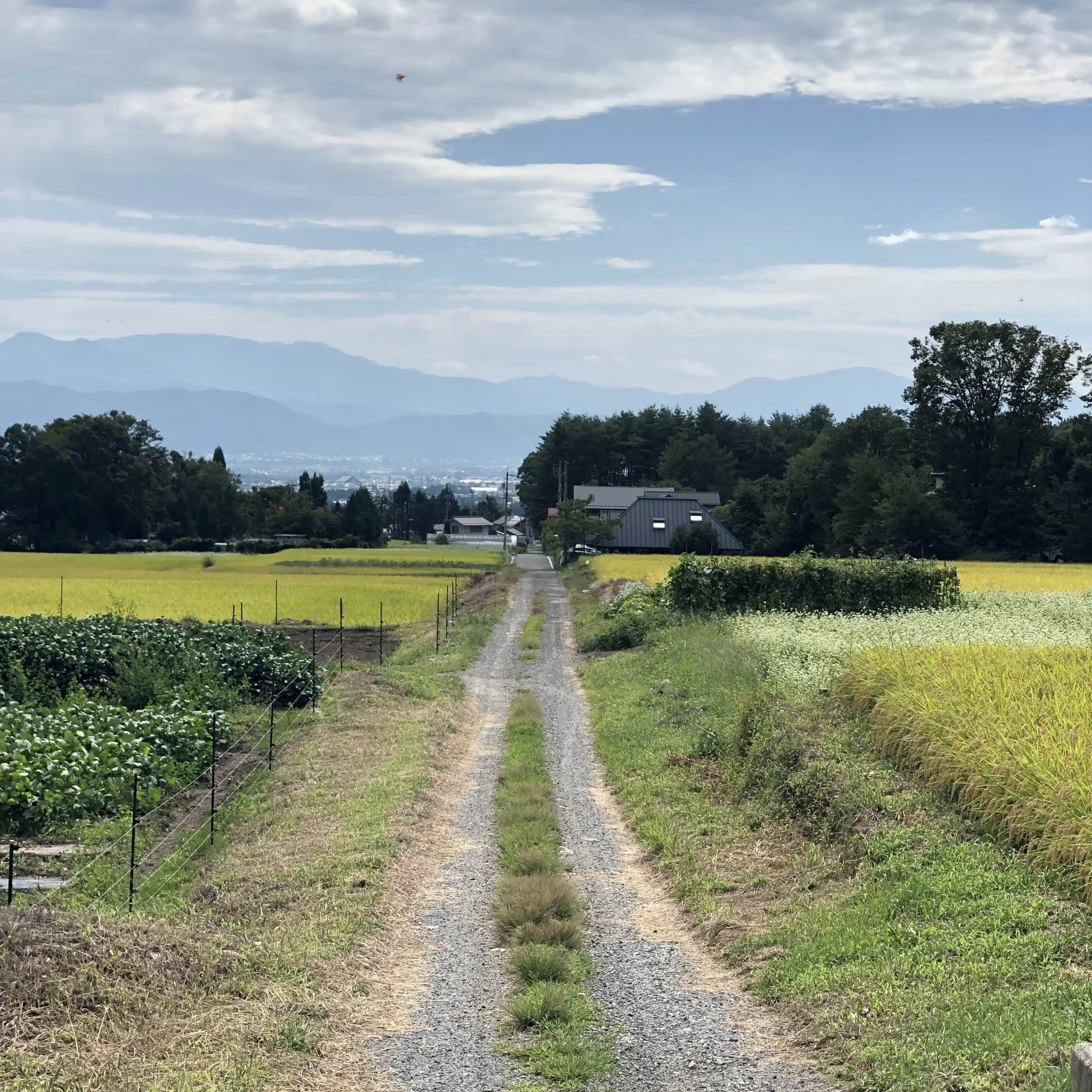 寅さんシネマコンシェルジュ・時々ともり
