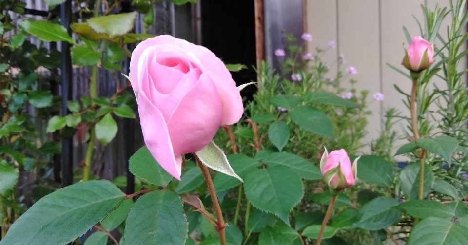 イネ科花粉の襲来 Hanaco S Botanical Garden Note