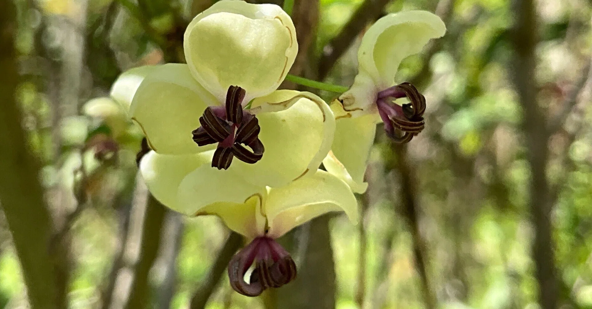 アケビの雌花（京都府立植物園）：2026年4月16日（木）｜藤井秀昭