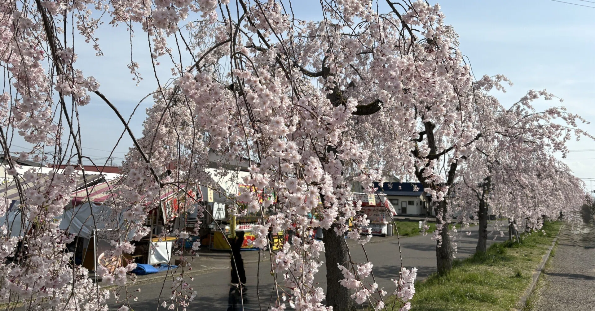 桜前線出品になります。 桜前線を追いかけて伝統を感じる｜WAKO PREMIUM