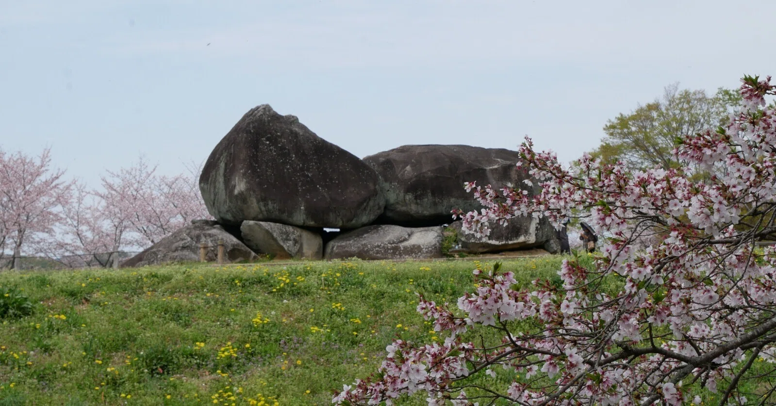 682 石舞台古墳、春の光景──桜と菜の花が彩る明日香の里|揺蕩う旅人 682 石舞台古墳、春の光景──桜と菜の花が彩る明日香の里|揺蕩う旅人