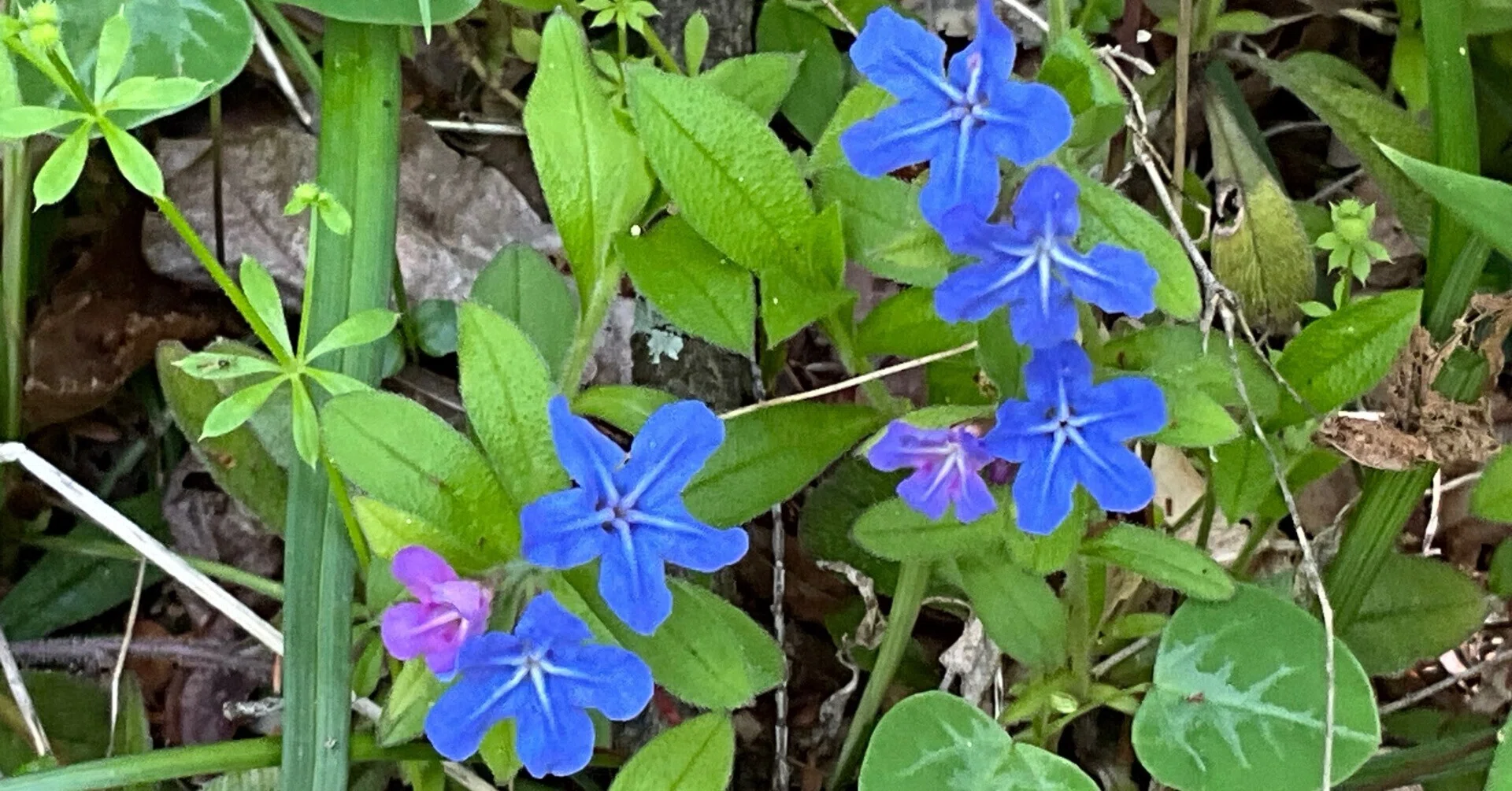 ホタルカズラ（京都府立植物園）：2026年4月13日（月）｜藤井秀昭