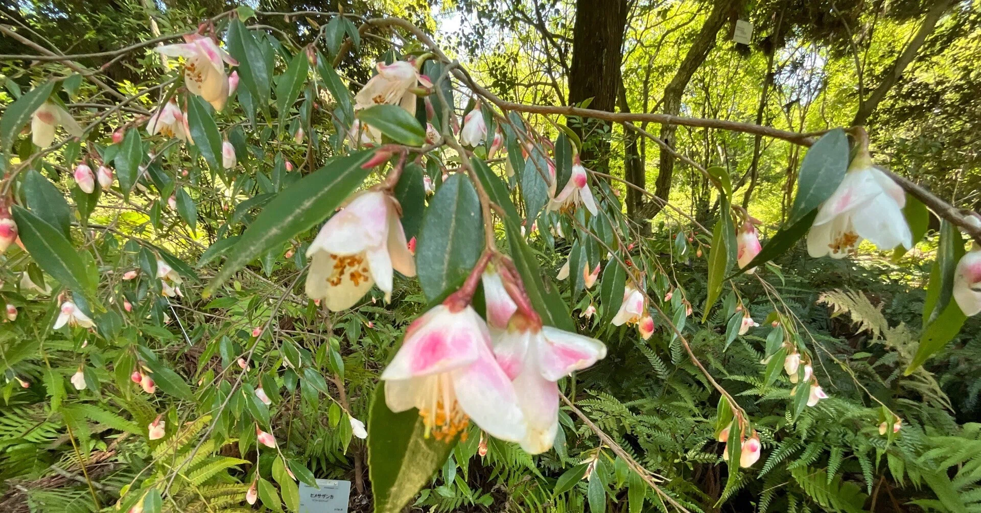 ヒメサザンカ（京都府立植物園）：2026年4月20日（月）｜藤井秀昭