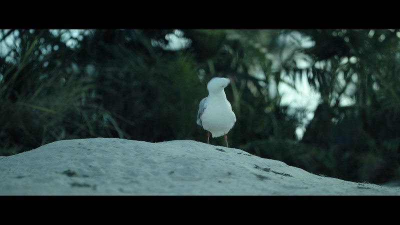 ロスト バケーション 真面目なサメ映画 でもヒロインはカモメ 映画感想 あまかみ唯 Note