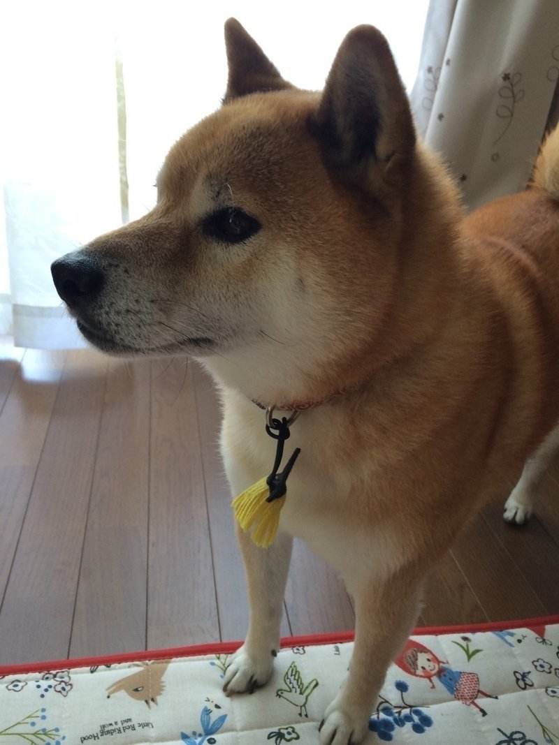 抜群に柴犬がかわいい Boat Note 抜群に柴犬がかわいい Boat Note