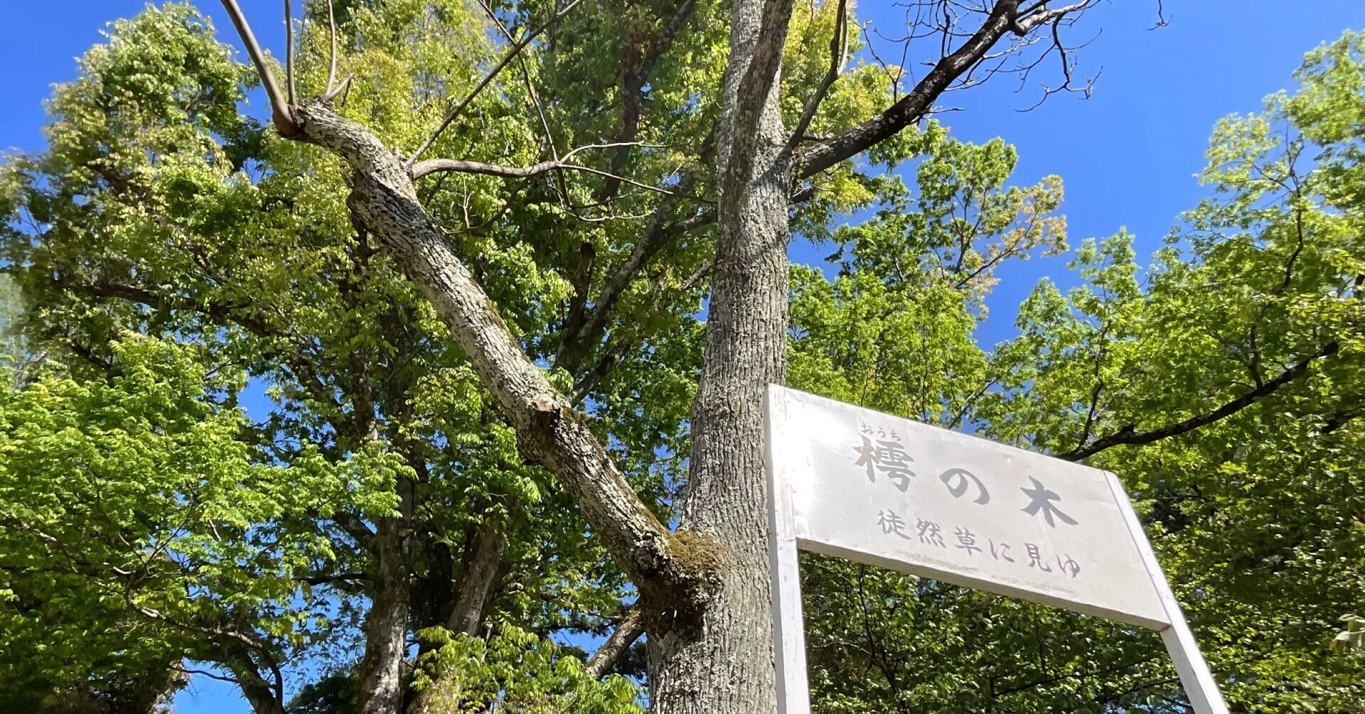神木の葉 卸売 ご協力いただける方はぜひご相談ください。 屋根違い三社 若葉(小) | - 【公式】神棚・神具の専門店 神棚の里