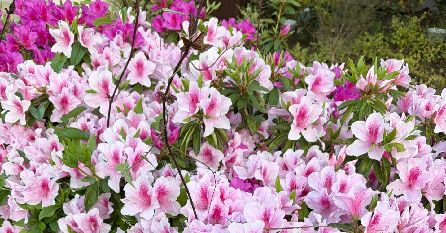 もうすぐ桜は散るけれど、道には花が溢れ始めているのに気づく