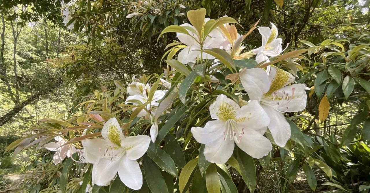アマミセイシカ（奄美聖紫花）（京都府立植物園）：2026年4月17日（金