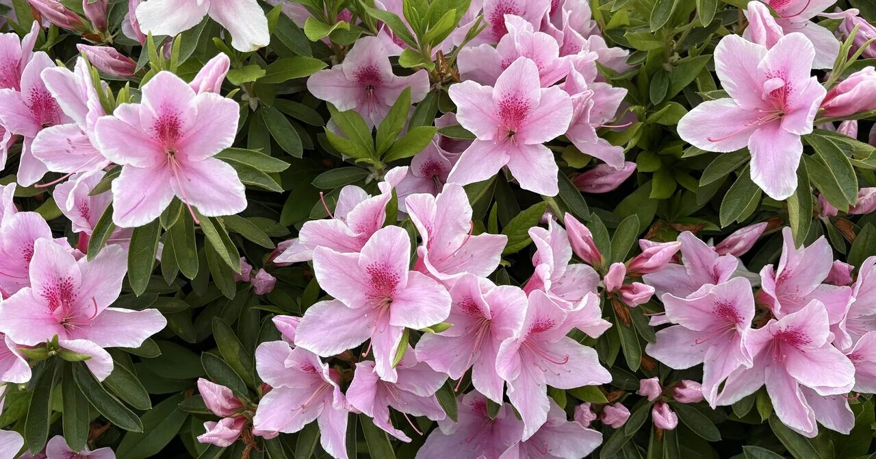 ツツジの花が街を彩る季節到来。特徴を知って、花後の剪定で来年も ツツジの花が街を彩る季節到来。特徴を知って、花後の剪定で来年も