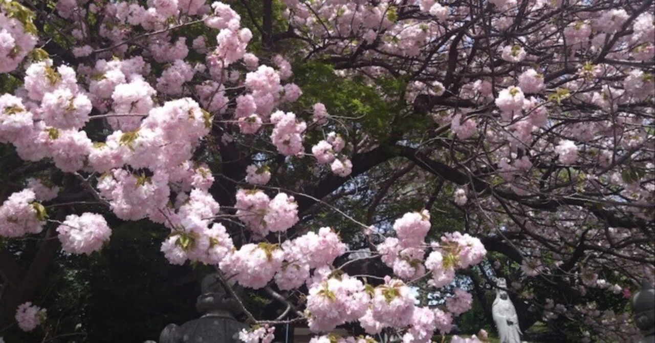 ブログ260412 散りゆくのちに咲く桜｜夏川賀央