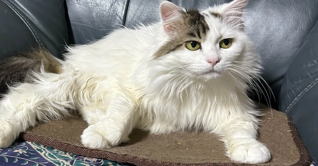 我が家の猫たちは全天候型？メインクーンから受け継いだワイルドな撥水