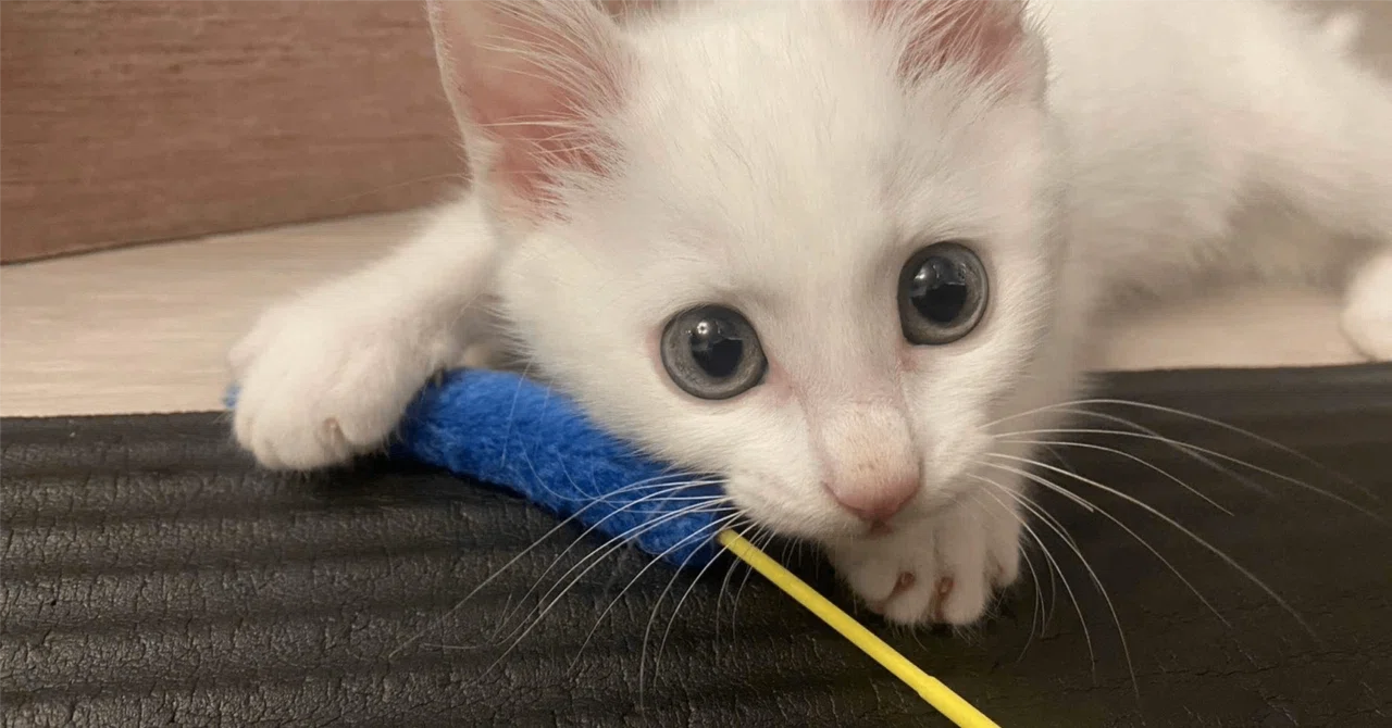 オンラインショッピング歴15年がオススメする本当に買ってよかった猫用 