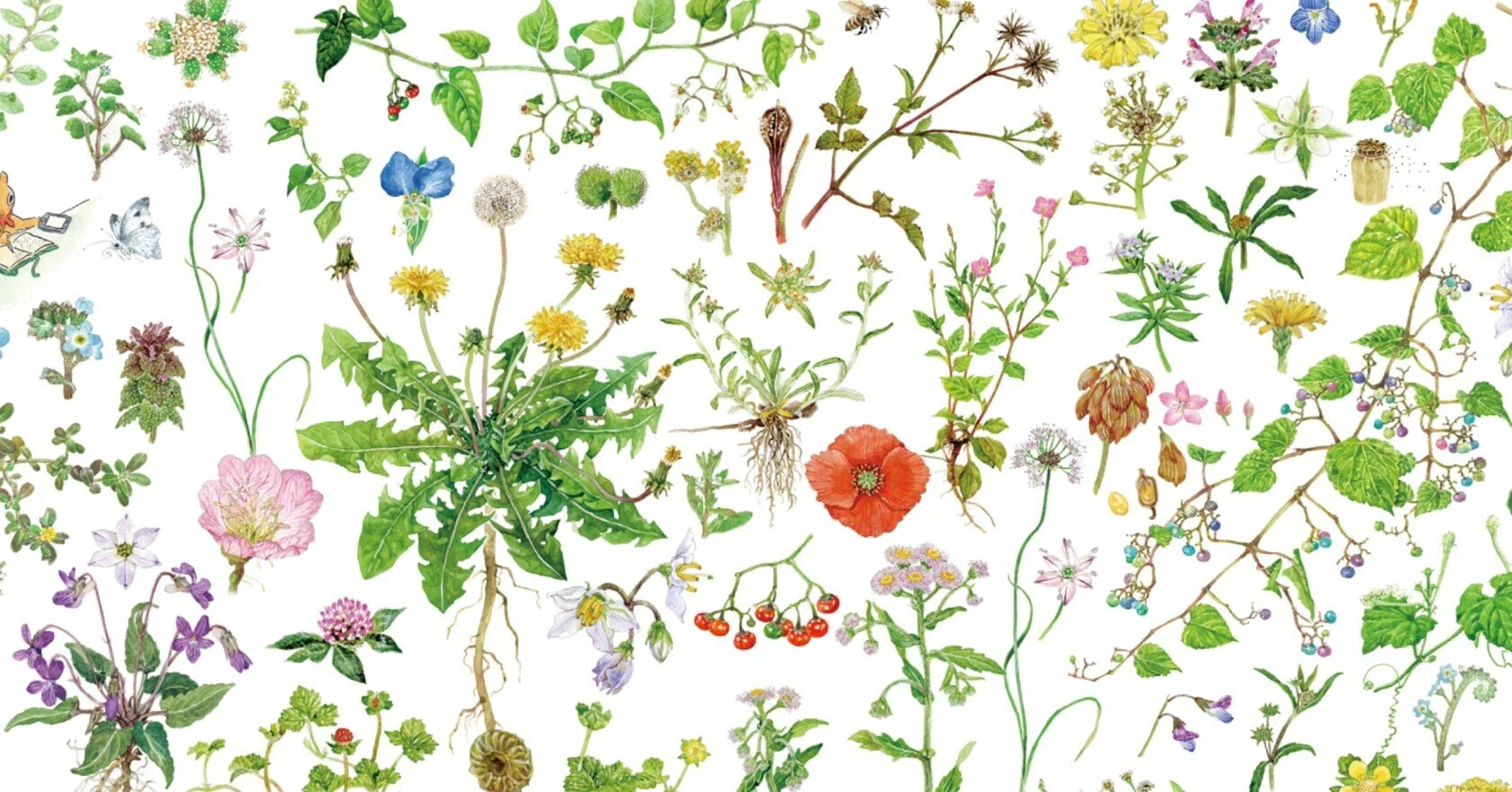 足もとの草に癒やされる。『ココロはなやぐ 草花ノート』ができました