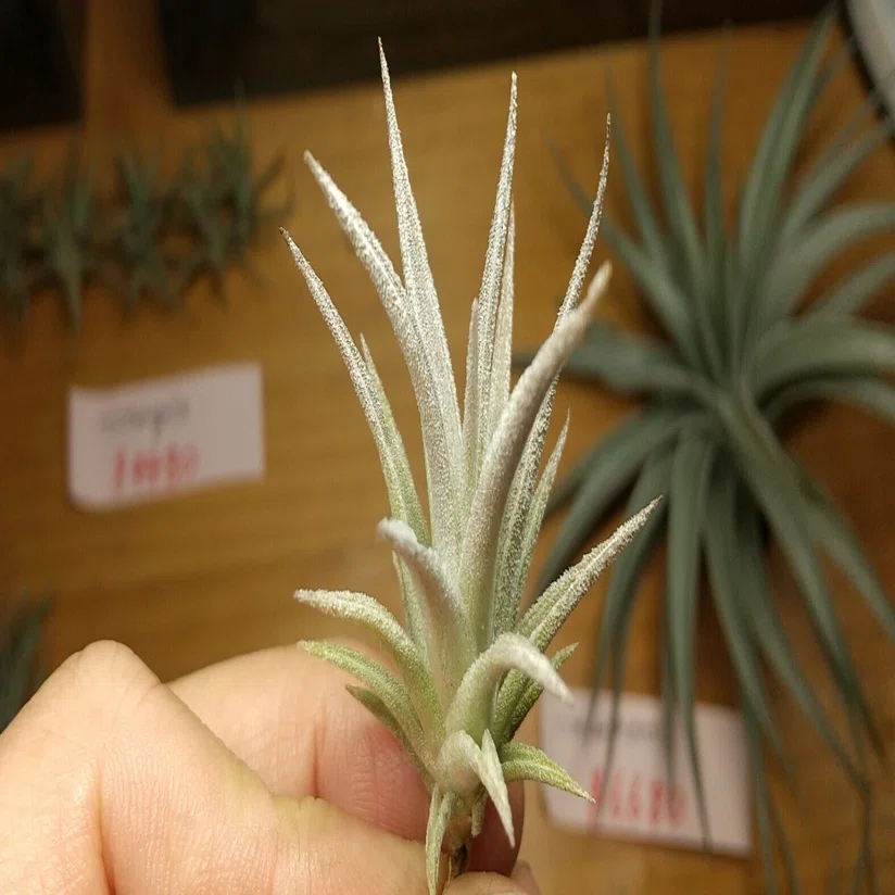 チランジア入荷リスト4/3｜NatureGarden🌿神田