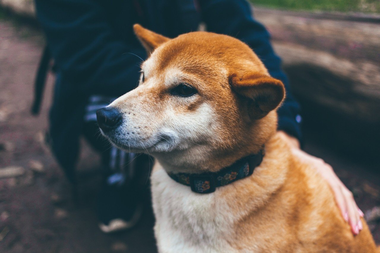 犬も子供にゃ弱い 杏 文馨 あんずふみか Note 犬も子供にゃ弱い 杏 文馨 あんずふみか Note