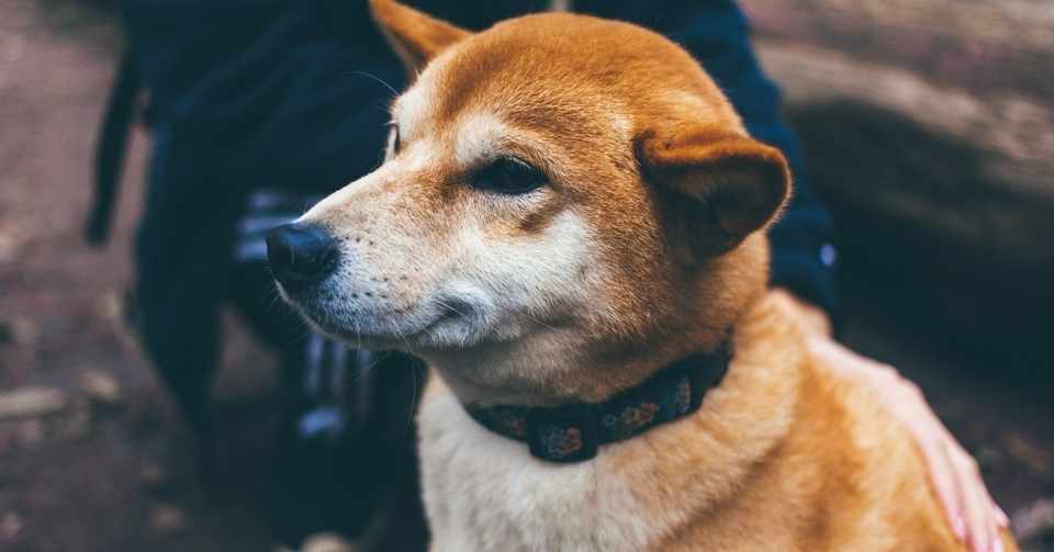 犬も子供にゃ弱い 杏 文馨 あんずふみか Note