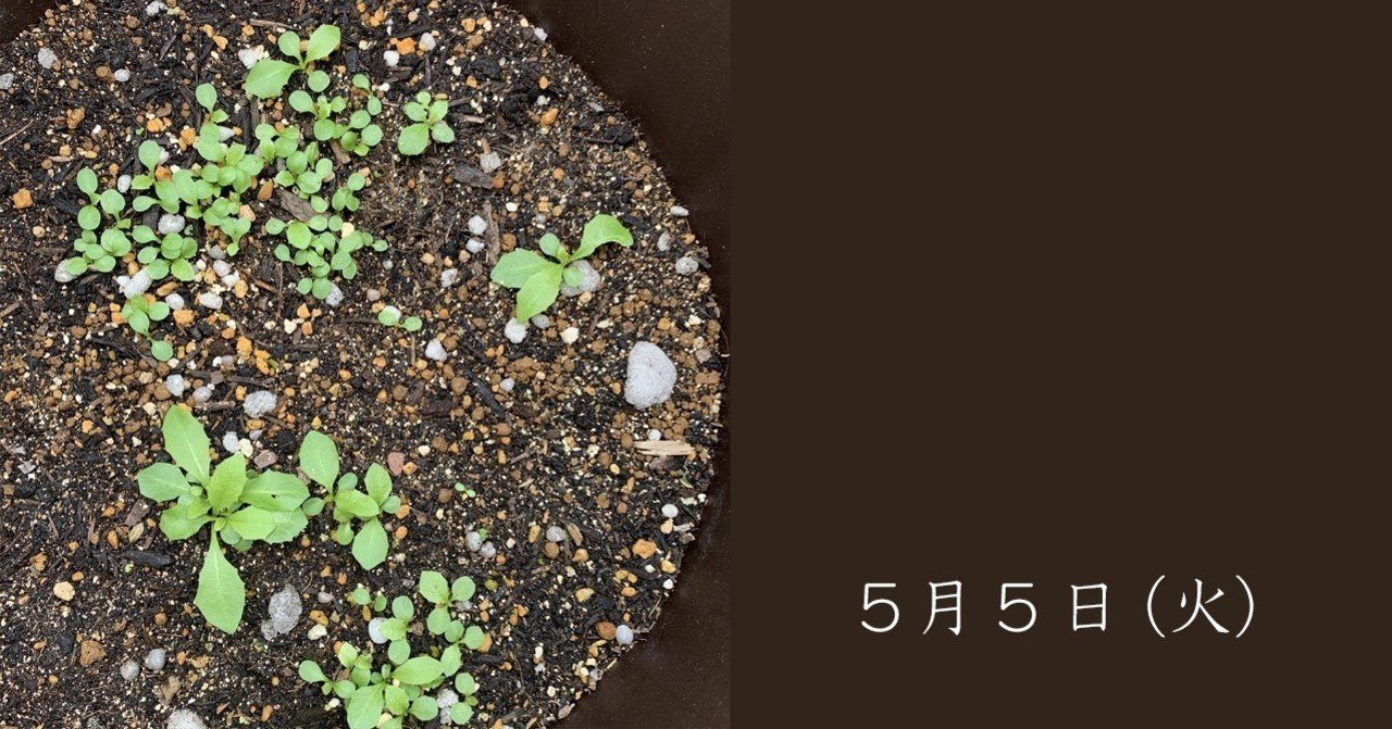 タンポポの芽｜さとうかよこ（きらら舎）