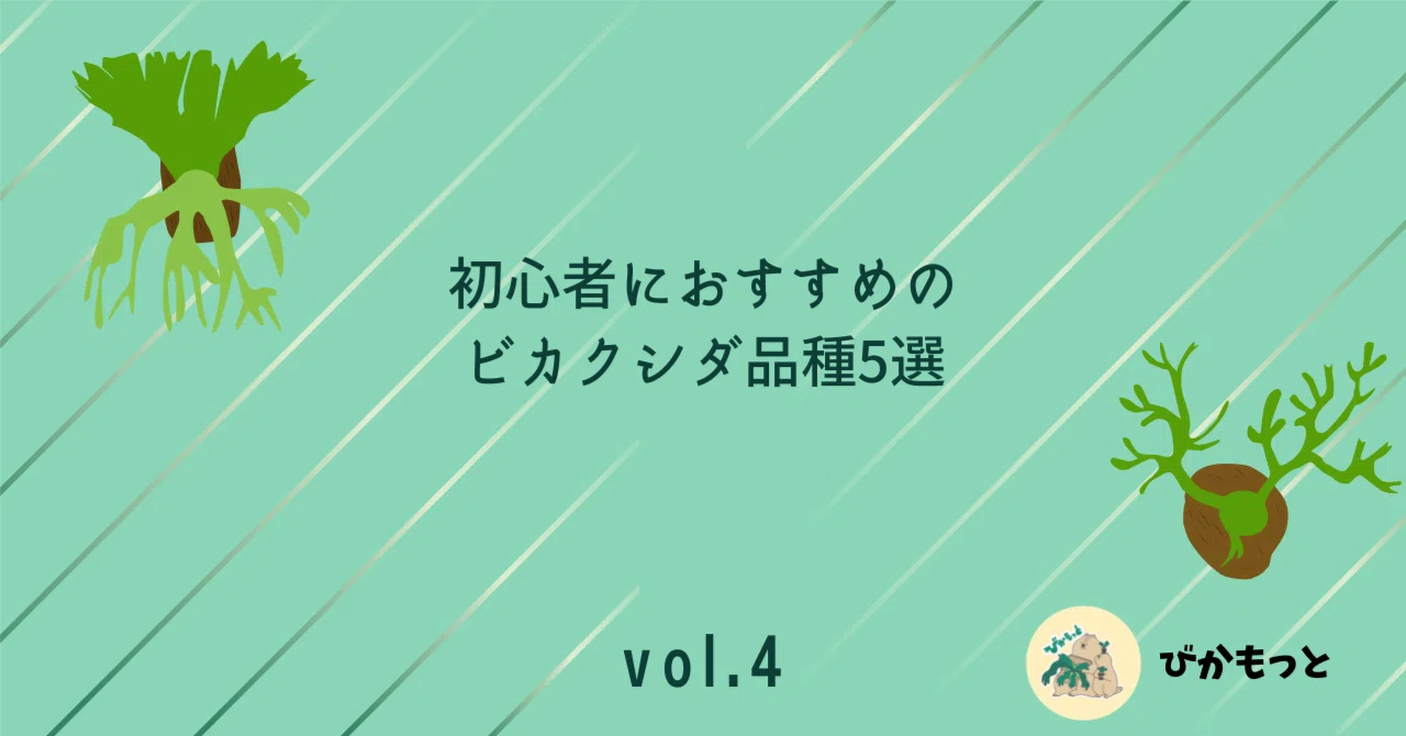 初心者におすすめのビカクシダ品種5選｜育てやすさ×売れやすさで厳選