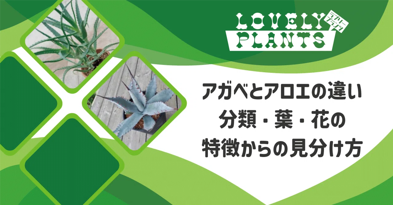 agave potatorum Agave Potatorum Lime Green – Succulentasia main image 0