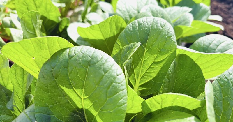 小松菜とほうれん草の間引き収穫