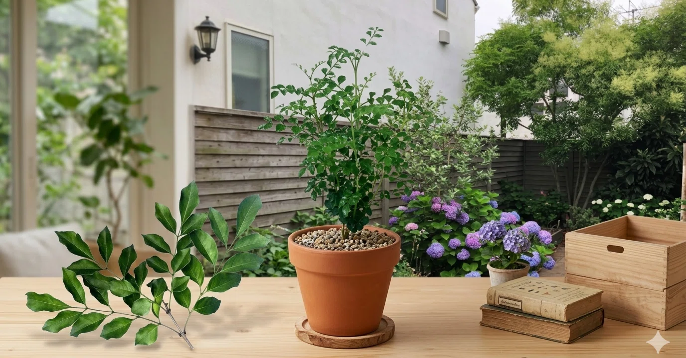 シマトネリコ シマトネリコとはどんな植木？特徴と育て方について 