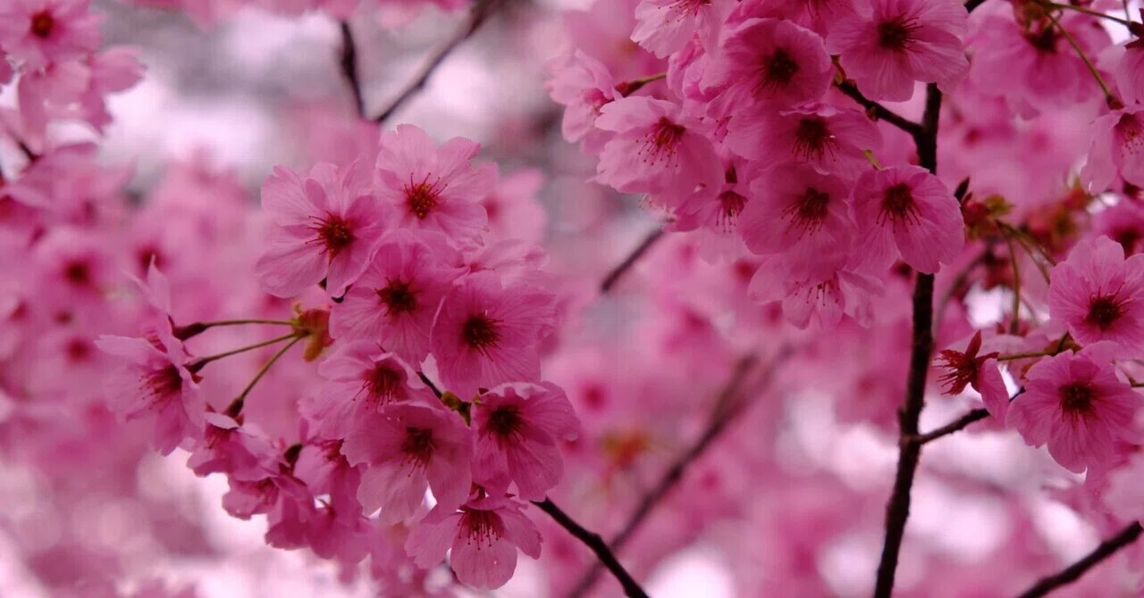 夜桜の宴｜nkym935
