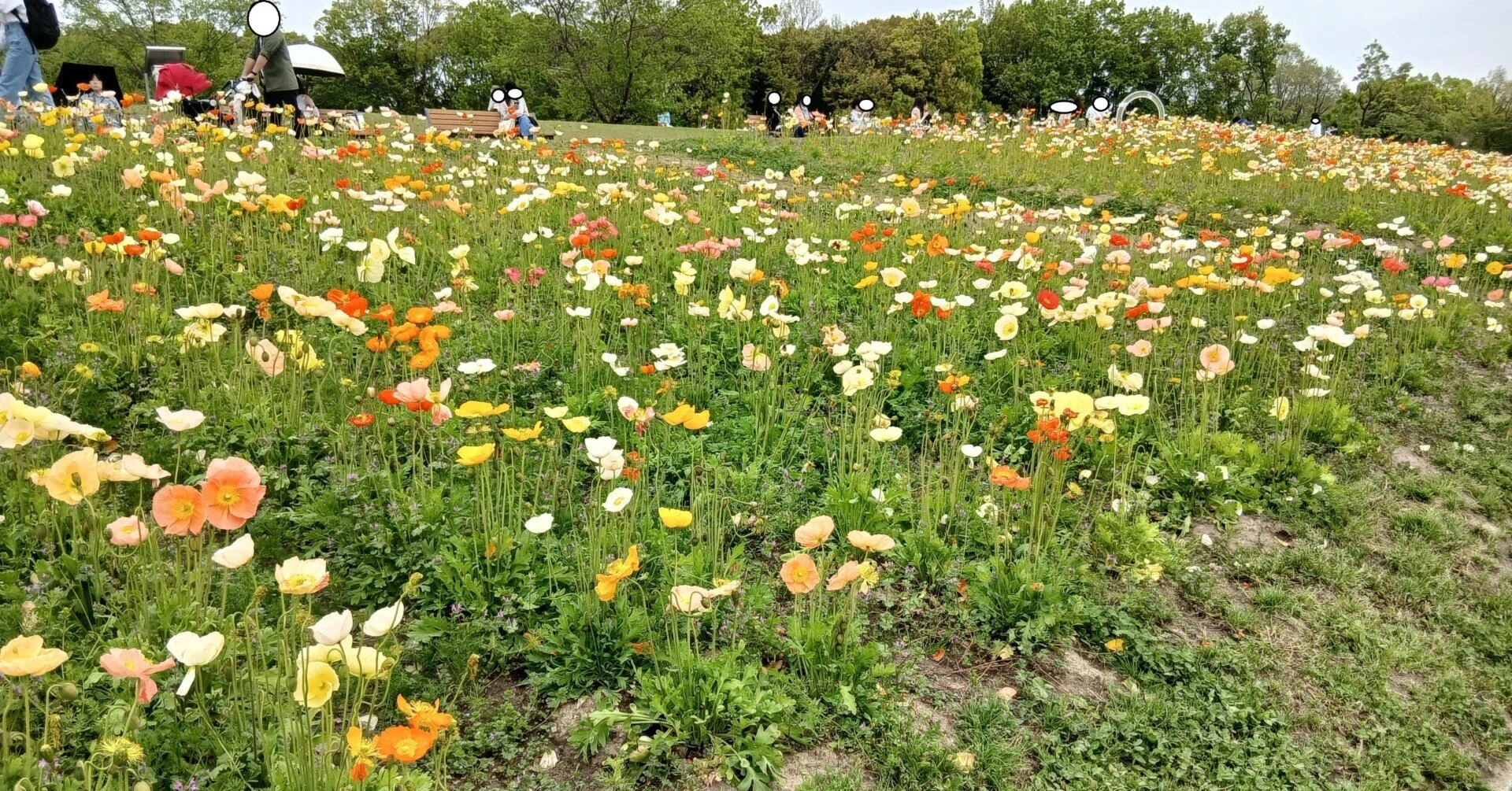 花の丘＆藤棚＠万博記念公園｜碧緑（あおみどり）