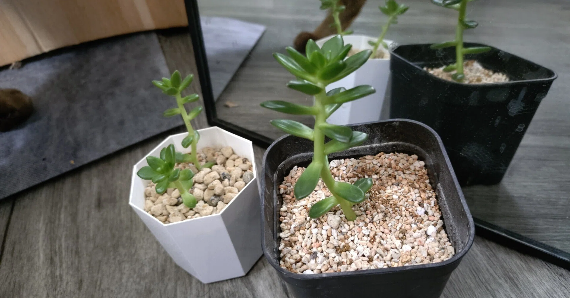 つよつよ繁殖多肉植物キウィちゃん｜猫暮てねこの創作暮らし