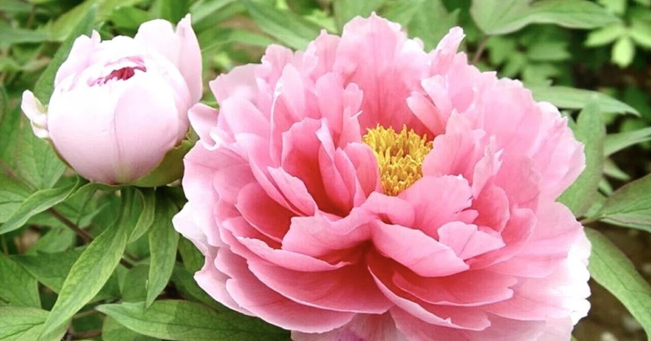 あなたは特別です🌺｜harashiの日記