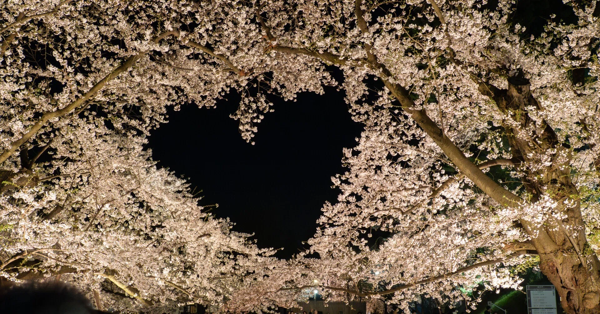 今日の桜のハート（弘前公園）｜さいとう みかこ（うらべっち）