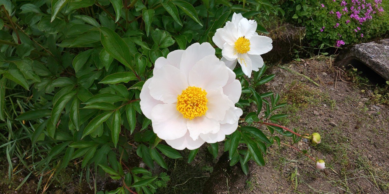 足下で見つけた花 Emiko Note 足下で見つけた花 Emiko Note
