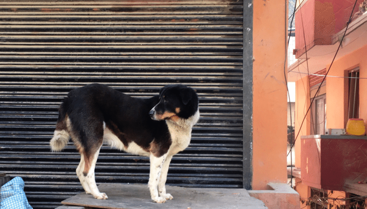 少し高い場所にいる犬。
#犬 #写真 #photo