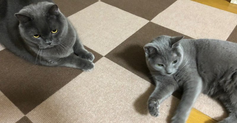 小さな猫と大きな猫 小さな猫編 のぶたん Note