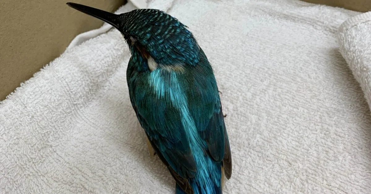 Plastering | The Blue Miracle - The Kingfisher's Repayment｜ちづる｜光の波紋