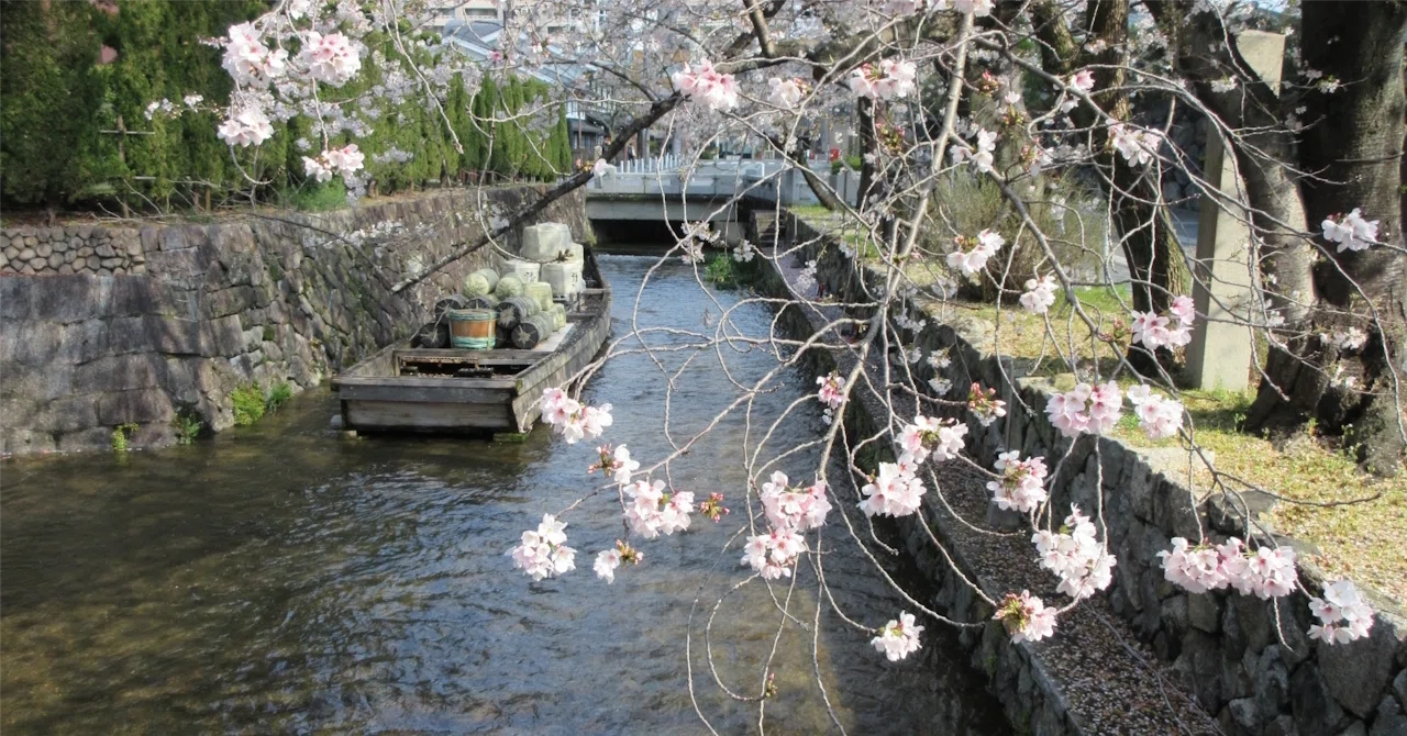 A Kyoto Journey of Rivers and Cherry Blossoms Dyed in Pale Crimson ...