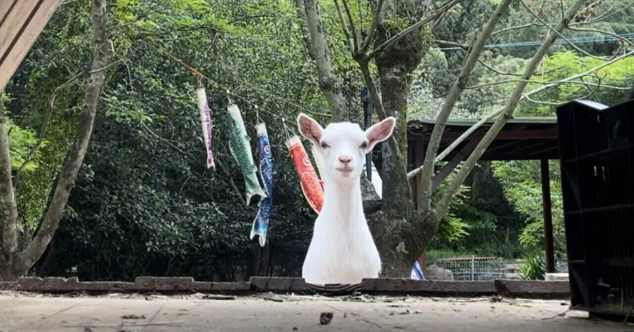 鹿児島で、トカラヤギと暮らすということ。｜ヤギと暮らす、ゆるい人生