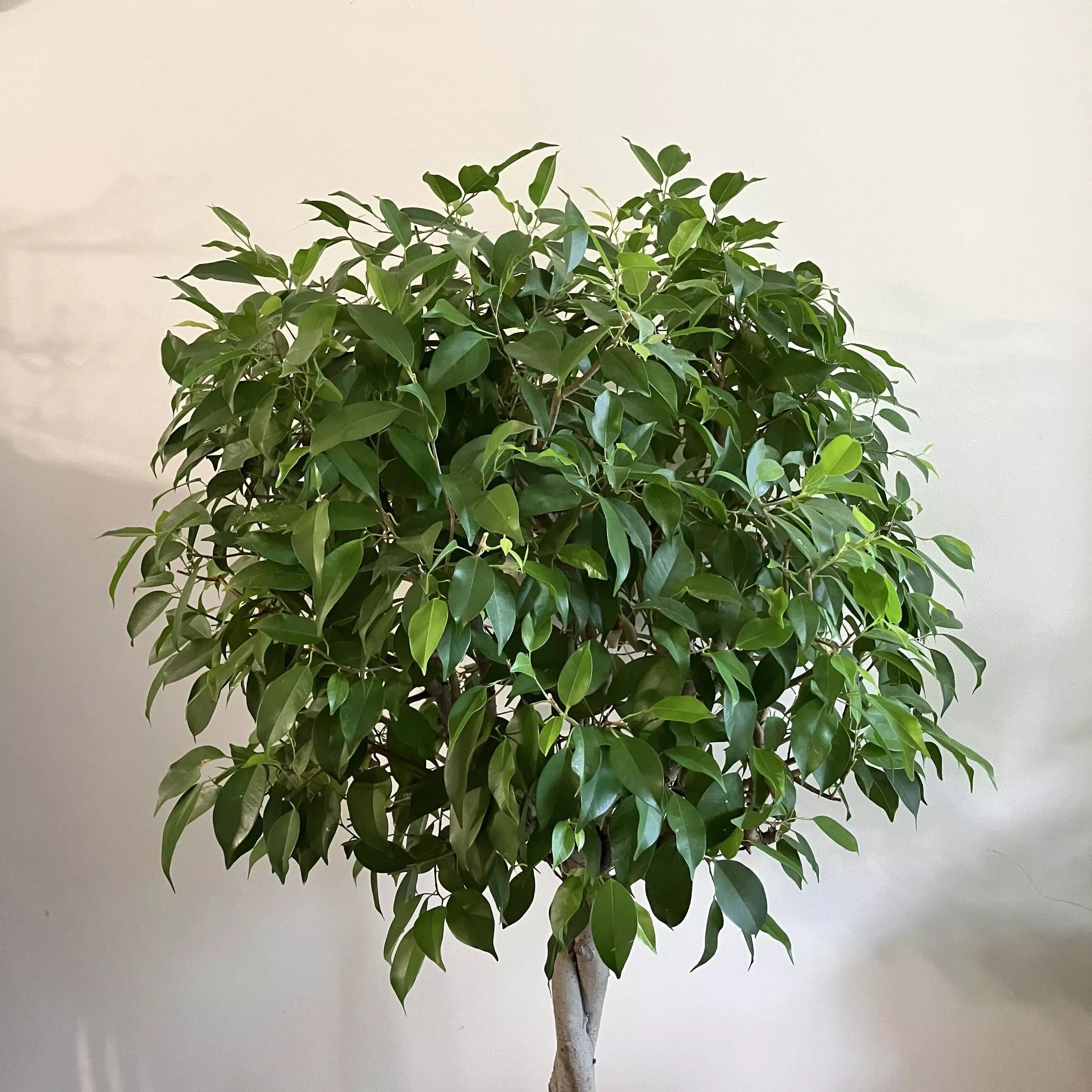 面堂草子