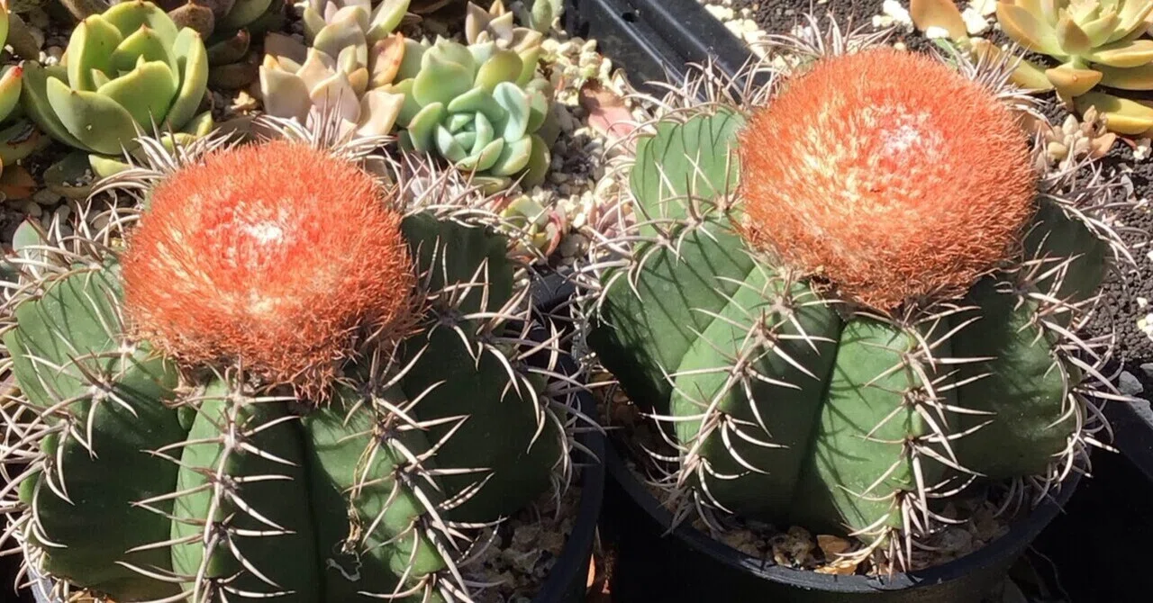 中古 サボテン 現状 サボテンの沼へ、そして春の作業は終わらない｜たおた🌵Bizarre Shore
