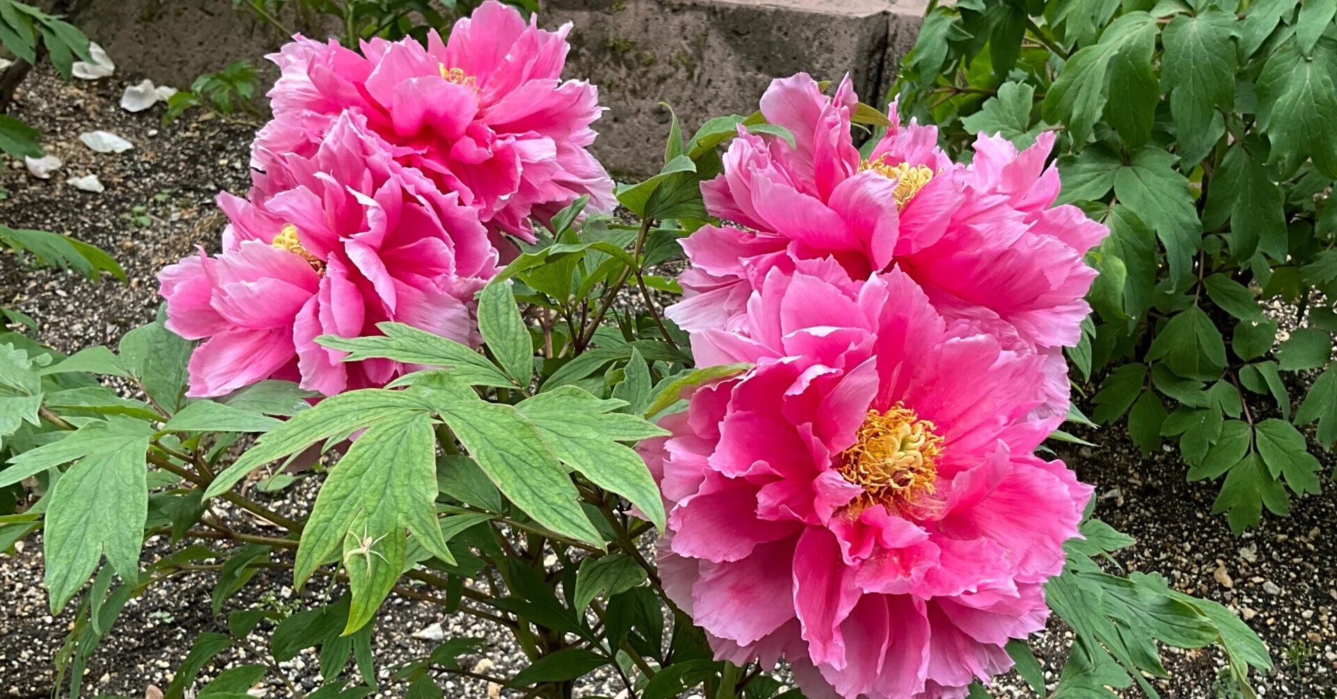 ボタンの花魁（京都府立植物園）：2026年4月18日（土）｜藤井秀昭