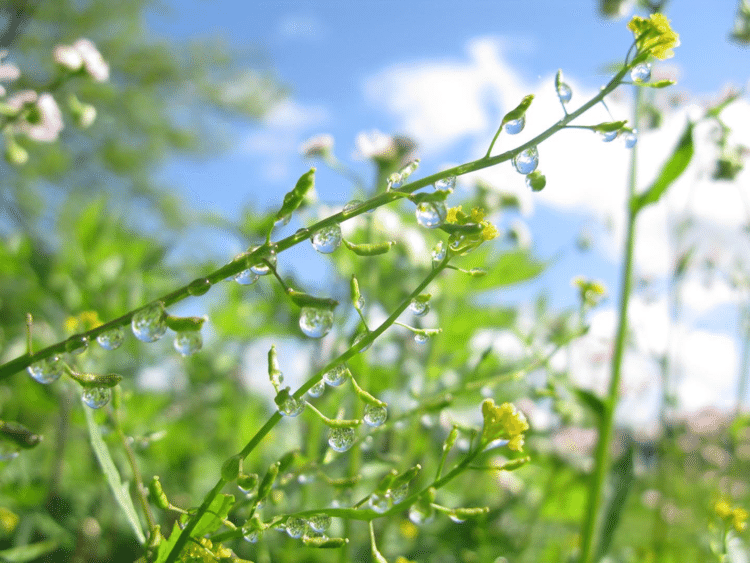 雨の後の晴れ☀️