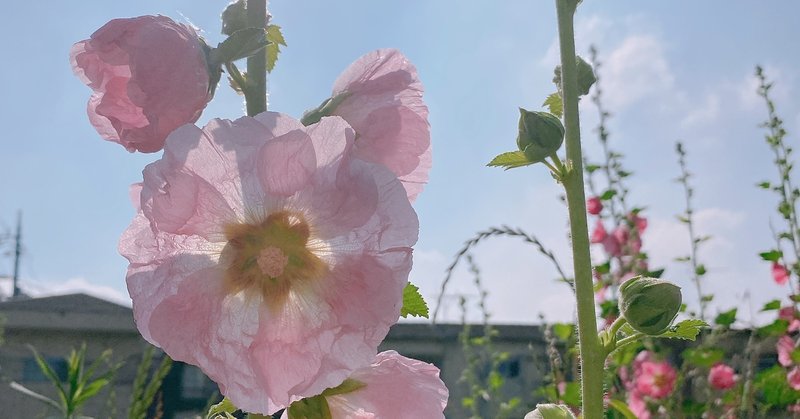 教えていただいた ハイビスカスに似ているこの花のこと 小野由衣子 Note