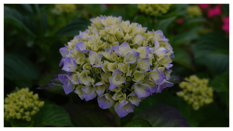 定点観察の紫陽花もついに開花。
色々な紫陽花が楽しめる季節がやって来ました